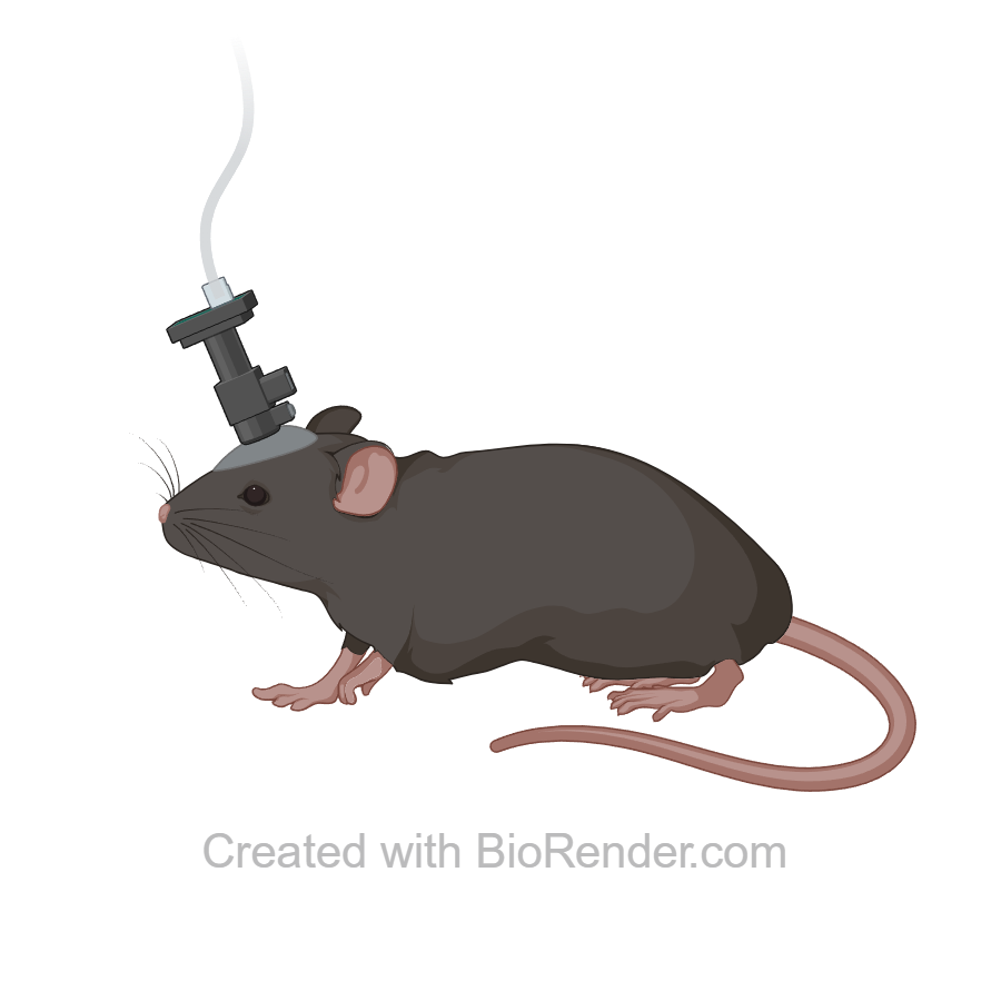 Top illustration